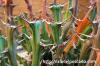 Euphorbia graciliramea 牧神閣 image_3