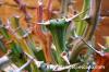Euphorbia graciliramea 牧神閣 image_4