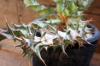 Euphorbia groenewaldii ユーフォルビア・グロエネワルディー image_4