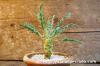Euphorbia hadramautica ユーフォルビア・ハドラウマウチカ image_2