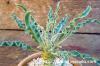 Euphorbia hadramautica ユーフォルビア・ハドラウマウチカ image_3