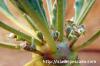 Euphorbia hadramautica ユーフォルビア・ハドラウマウチカ image_5