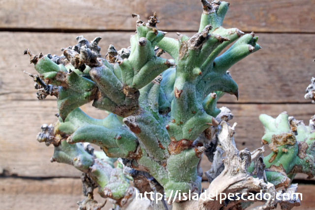 isla del pescado - Euphorbia hamata-鬼棲木