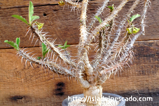 Euphorbia hofstaetteri ユーフォルビア・ホフスタエッテリ