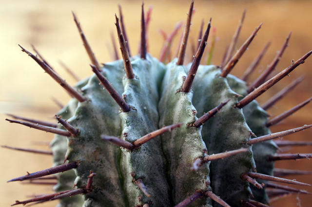 isla del pescado - Euphorbia horrida-ユーフォルビア・ホリダ