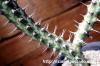 Euphorbia horwoodii ユーフォルビア・ホルウーディ image_4