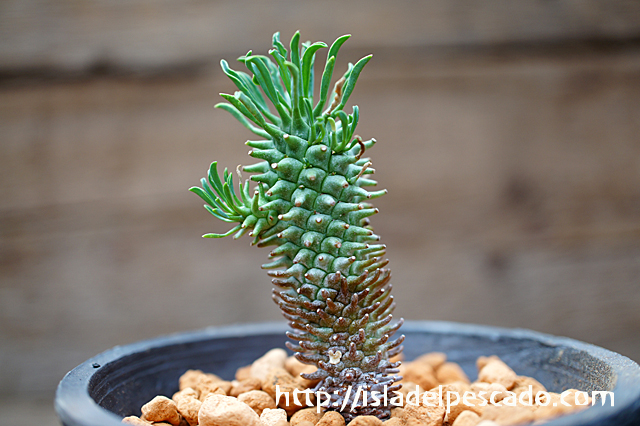 isla del pescado - Euphorbia hypogaea-螺髪竜