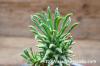 Euphorbia hypogaea 螺髪竜 image_4