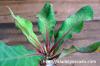 Euphorbia iharanae ユーフォルビア・イハラナエ image_3