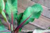 Euphorbia iharanae ユーフォルビア・イハラナエ image_4