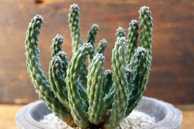 isla del pescado - Euphorbia inermis var. huttonae