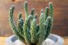 Euphorbia inermis var. huttonae ユーフォルビア・イネルミス 変種 フットナエ image_2