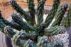 Euphorbia inermis var. huttonae ユーフォルビア・イネルミス 変種 フットナエ image_3