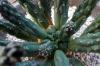 Euphorbia inermis var. huttonae ユーフォルビア・イネルミス 変種 フットナエ image_4