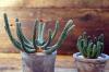 Euphorbia inermis var. huttonae ユーフォルビア・イネルミス 変種 フットナエ image_5