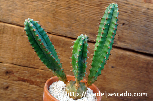 Euphorbia jansenvillensis ユーフォルビア・ヤンセンビレンシス