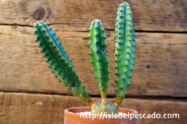 isla del pescado - Euphorbia jansenvillensis-ユーフォルビア