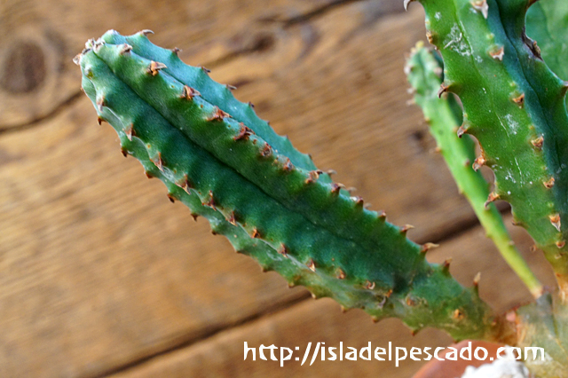 isla del pescado - Euphorbia jansenvillensis-ユーフォルビア