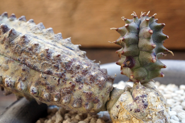isla del pescado - Euphorbia juglans-胡桃キリン