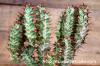 Euphorbia knobelii 閃光閣 image_3