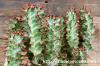 Euphorbia knobelii 閃光閣 image_4