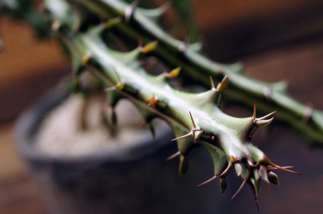 isla del pescado - Euphorbia knuthii-狗奴子キリン