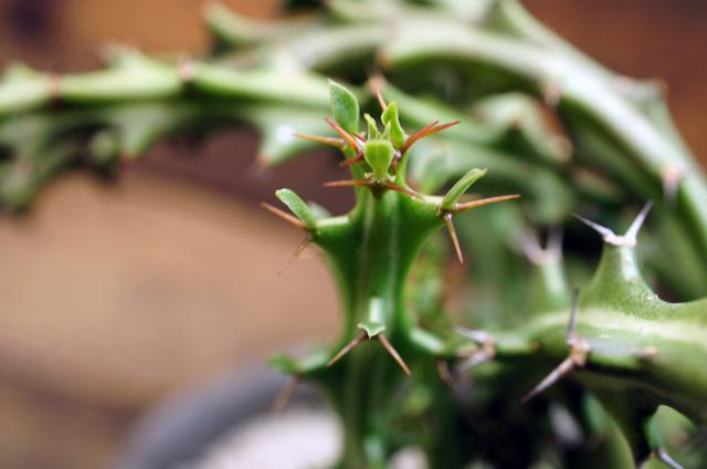 isla del pescado - Euphorbia knuthii-狗奴子キリン