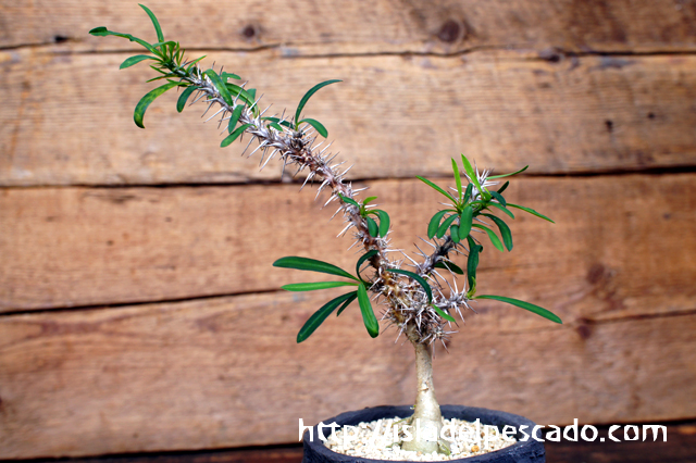 isla del pescado - Euphorbia kondoi-ユーフォルビア・コンドイ