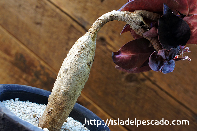 ケ2508 「現地」ユーフォルビア　ラバティー　レッドリーフ　抜き苗【畑に地植え株・Euphorbia labatii f. 'RedLeaf'】 ユーフォルビア ラバティ レッドリーフ ナディアエ 実生