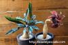 Euphorbia labatii f. 'RedLeaf' ユーフォルビア・ラバティー 'レッドリーフ' image_5