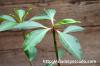 Euphorbia mahabobokensis ユーフォルビア・マハボボケンシス image_3