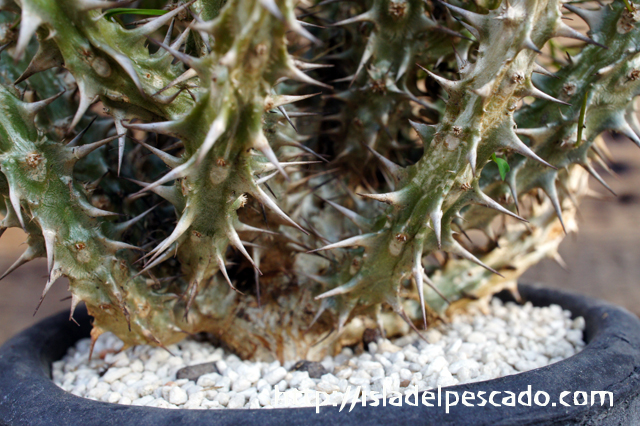 セール，人気SALE】 【発根済】Euphorbia_fanshawei