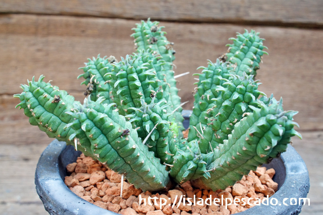 isla del pescado - Euphorbia mammillaris-鱗宝