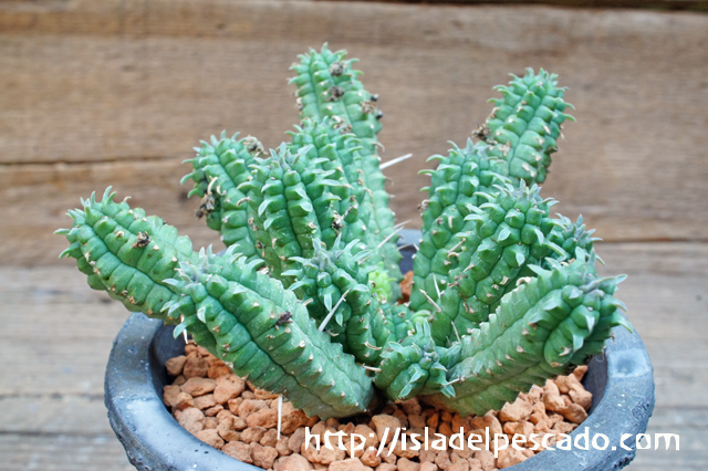 ユーフォルビア ミトリフォルミス 自根 ユーフォルビア ミトリフォルミス 自根 Euphorbia mitriformis