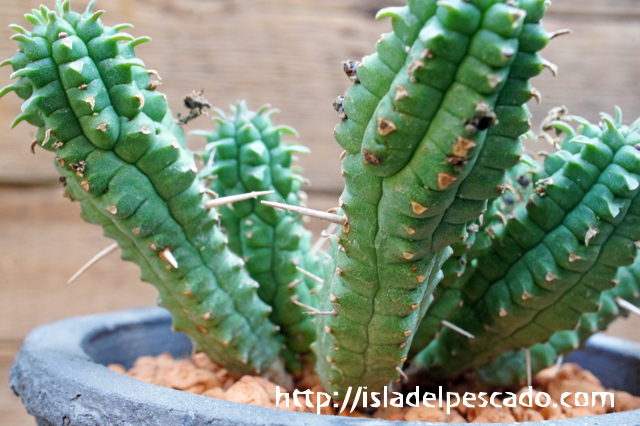 isla del pescado - Euphorbia mammillaris-鱗宝