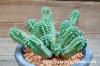 Euphorbia mammillaris 鱗宝 image_2