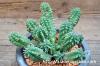 Euphorbia mammillaris 鱗宝 image_3