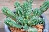 Euphorbia mammillaris 鱗宝 image_4