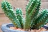 Euphorbia mammillaris 鱗宝 image_5