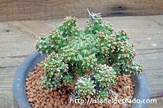 isla del pescado - Euphorbia melanohydrata-多宝塔