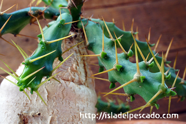 isla del pescado - Euphorbia micracantha-怒竜頭