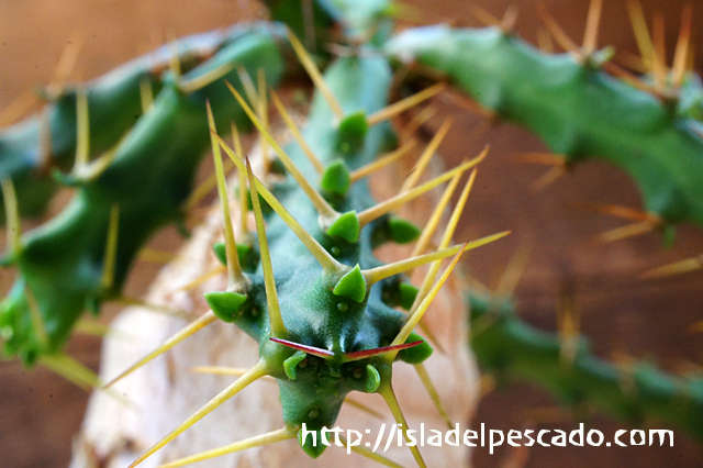 isla del pescado - Euphorbia micracantha-怒竜頭