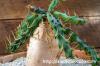 Euphorbia micracantha 怒竜頭
