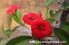 Euphorbia millii 花キリン image_3