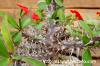Euphorbia millii 花キリン image_4