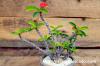 Euphorbia millii var. tenuispina 芋花キリン image_2