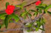 Euphorbia millii var. tenuispina 芋花キリン image_3