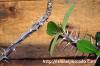 Euphorbia millii var. tenuispina 芋花キリン image_4