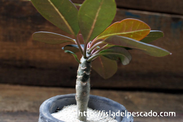 isla del pescado - Euphorbia millotii-ユーフォルビア・ミロッティ