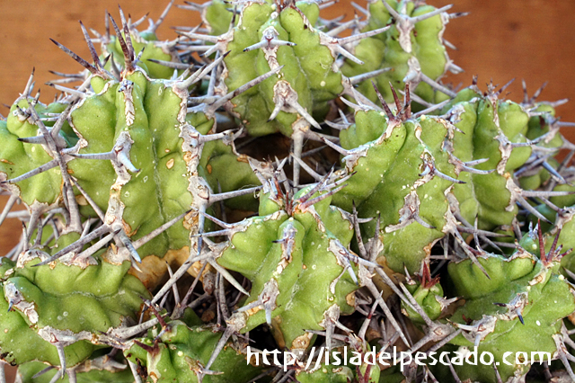 isla del pescado - Euphorbia mitriformis-ユーフォルビア・ミトリ